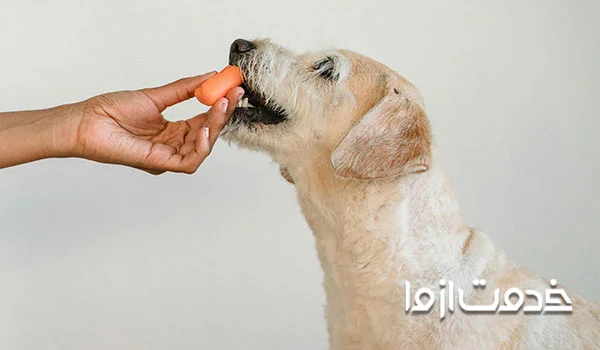 آموزش دستشویی به توله سگ